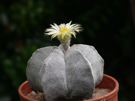 Astrophytum myriostigma v. tulense